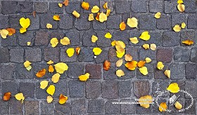 Textures   -   ARCHITECTURE   -   ROADS   -   Paving streets   -  Cobblestone - Street paving cobblestone with leaves dead texture seamless 19017