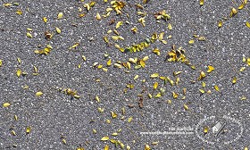 Textures   -   ARCHITECTURE   -   ROADS   -   Asphalt  - Asphalt with dead leaves texture seamless 18729 (seamless)