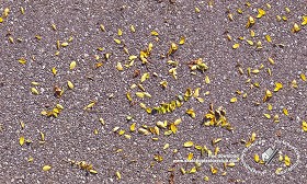 Textures   -   ARCHITECTURE   -   ROADS   -  Asphalt - Asphalt with dead leaves texture seamless 18730