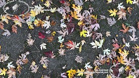 Textures   -   ARCHITECTURE   -   ROADS   -  Asphalt - Asphalt with dead leaves texture seamless 19288