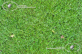 Textures   -   NATURE ELEMENTS   -   VEGETATION   -  Green grass - Fat grass texture seamless 18844