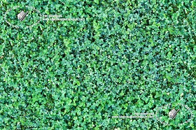 Textures   -   NATURE ELEMENTS   -   VEGETATION   -   Green grass  - Clover grass texture seamless 18847 (seamless)