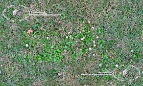 Textures   -   NATURE ELEMENTS   -   VEGETATION   -  Green grass - Green grass with mushrooms texture seamless 19278