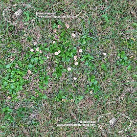 Textures   -   NATURE ELEMENTS   -   VEGETATION   -   Green grass  - Green grass with mushrooms texture seamless 19279 (seamless)