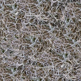 Textures   -   NATURE ELEMENTS   -   VEGETATION   -  Green grass - Frozen grass texture seamless 19670