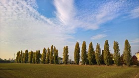 Textures   -   BACKGROUNDS &amp; LANDSCAPES   -   NATURE   -   Countrysides &amp; Hills  - Countryside trees line landscape 20107