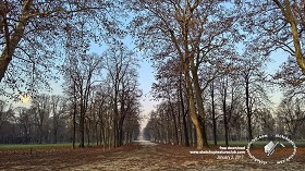 Textures   -   BACKGROUNDS &amp; LANDSCAPES   -   NATURE   -   Countrysides &amp; Hills  - Winter trees landscape background 20110