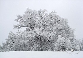 Textures   -   BACKGROUNDS &amp; LANDSCAPES   -   NATURE   -   Countrysides &amp; Hills  - Snowy trees background 20217