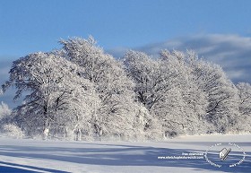 Textures   -   BACKGROUNDS &amp; LANDSCAPES   -   NATURE   -   Countrysides &amp; Hills  - Snowy trees background 20218