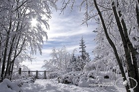 Textures   -   BACKGROUNDS &amp; LANDSCAPES   -   NATURE   -  Countrysides &amp; Hills - Winter landscape with snowy trees 20219