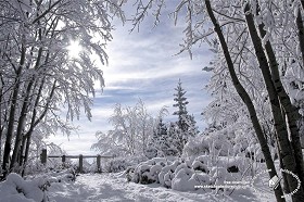 Textures   -   BACKGROUNDS &amp; LANDSCAPES   -   NATURE   -   Countrysides &amp; Hills  - Winter landscape with snowy trees 20219