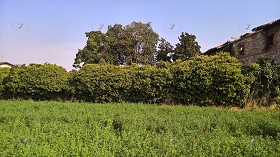 Textures   -   BACKGROUNDS &amp; LANDSCAPES   -   NATURE   -  Countrysides &amp; Hills - Wild hedge with rural background 20651