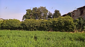 Textures   -   BACKGROUNDS &amp; LANDSCAPES   -   NATURE   -   Countrysides &amp; Hills  - Wild hedge with rural background 20651