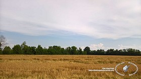 Textures   -   BACKGROUNDS &amp; LANDSCAPES   -   NATURE   -  Countrysides &amp; Hills - Wheat field with trees in the background 20754