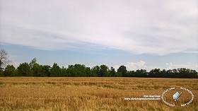 Textures   -   BACKGROUNDS &amp; LANDSCAPES   -   NATURE   -   Countrysides &amp; Hills  - Wheat field with trees in the background 20754