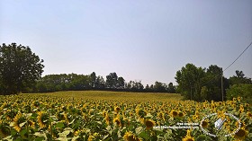 Textures   -   BACKGROUNDS &amp; LANDSCAPES   -   NATURE   -  Countrysides &amp; Hills - Field of sunflowers with trees in the background 20764