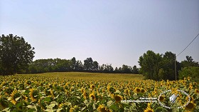 Textures   -   BACKGROUNDS &amp; LANDSCAPES   -   NATURE   -   Countrysides &amp; Hills  - Field of sunflowers with trees in the background 20764