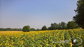 Textures   -   BACKGROUNDS &amp; LANDSCAPES   -   NATURE   -  Countrysides &amp; Hills - Field of sunflowers with trees in the background 20765