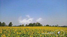 Textures   -   BACKGROUNDS &amp; LANDSCAPES   -   NATURE   -  Countrysides &amp; Hills - Field of sunflowers with trees in the background 20766