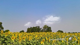 Textures   -   BACKGROUNDS &amp; LANDSCAPES   -   NATURE   -  Countrysides &amp; Hills - Field of sunflowers with trees in the background 20767