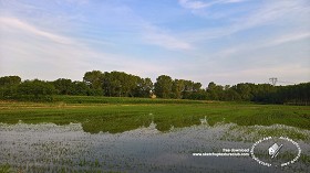 Textures   -   BACKGROUNDS &amp; LANDSCAPES   -   NATURE   -   Countrysides &amp; Hills  - Rice fields with trees in the background 20777