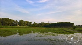 Textures   -   BACKGROUNDS &amp; LANDSCAPES   -   NATURE   -  Countrysides &amp; Hills - Rice fields with trees in the background 20778