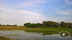 Textures   -   BACKGROUNDS &amp; LANDSCAPES   -   NATURE   -  Countrysides &amp; Hills - Rice fields with trees in the background 20779