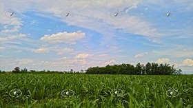 Textures   -   BACKGROUNDS &amp; LANDSCAPES   -   NATURE   -  Countrysides &amp; Hills - Maize fields with trees in the background 20787
