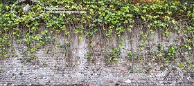 Textures   -   ARCHITECTURE   -   STONES WALLS   -  Stone walls - Italy old wall stone with wild vegetation texture horizontal seamless 19674