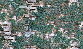 Textures   -   ARCHITECTURE   -   STONES WALLS   -  Stone walls - Old wall stone with ivy texture seamless 19812