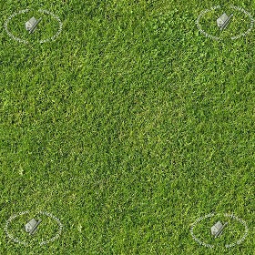Textures   -   NATURE ELEMENTS   -   VEGETATION   -  Green grass - Green grass texture seamless 12967