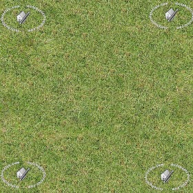 Textures   -   NATURE ELEMENTS   -   VEGETATION   -  Green grass - Green grass texture seamless 12976