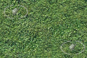 Textures   -   NATURE ELEMENTS   -   VEGETATION   -  Green grass - Green grass texture seamless 17671