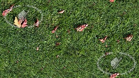 Textures   -   NATURE ELEMENTS   -   VEGETATION   -  Green grass - Green grass texture seamless 17672