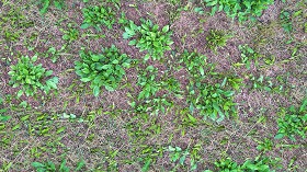 Textures   -   NATURE ELEMENTS   -   VEGETATION   -  Green grass - Green grass texture seamless 17955