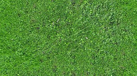 Textures   -   NATURE ELEMENTS   -   VEGETATION   -   Green grass  - Green grass texture seamless 18205 (seamless)