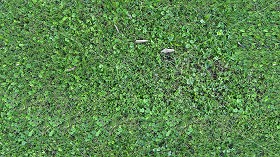 Textures   -   NATURE ELEMENTS   -   VEGETATION   -   Green grass  - Green grass texture seamless 18206 (seamless)