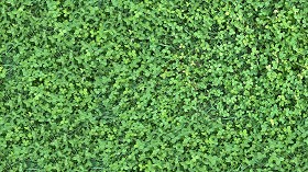 Textures   -   NATURE ELEMENTS   -   VEGETATION   -   Green grass  - Clover grass texture seamless 18207 (seamless)