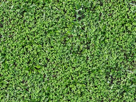 Textures   -   NATURE ELEMENTS   -   VEGETATION   -  Green grass - Mixed grass with clover texture seamless 18245