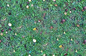 Textures   -   NATURE ELEMENTS   -   VEGETATION   -  Green grass - Grass with chestnuts texture seamless 18246