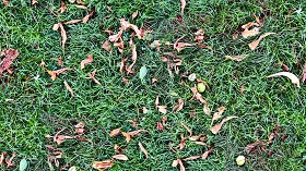 Textures   -   NATURE ELEMENTS   -   VEGETATION   -  Green grass - Grass with dry leaves texture seamless 18247