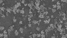 Textures   -   ARCHITECTURE   -   ROADS   -   Asphalt  - Asphalt with dead leaves texture seamless 19288 - Displacement