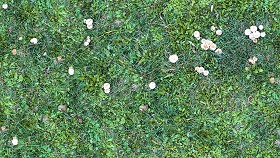 Textures   -   NATURE ELEMENTS   -   VEGETATION   -  Green grass - Green grass with mushrooms texture seamless 19276