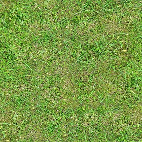 Textures   -   NATURE ELEMENTS   -   VEGETATION   -  Green grass - Green grass texture seamless 19524
