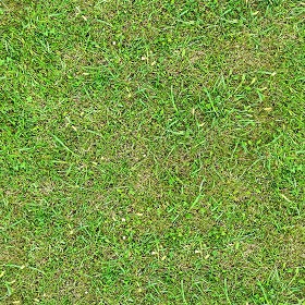 Green grass texture seamless 19524