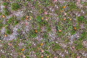 Textures   -   NATURE ELEMENTS   -   VEGETATION   -  Green grass - Wild grass texture seamless 19525
