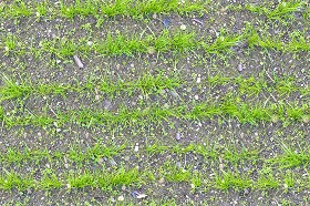 Textures   -   NATURE ELEMENTS   -   VEGETATION   -  Green grass - Grass rows texture seamless 19657