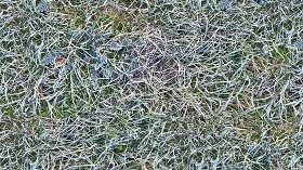 Textures   -   NATURE ELEMENTS   -   VEGETATION   -  Green grass - Frozen grass texture seamless 19662