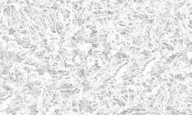 Textures   -   NATURE ELEMENTS   -   VEGETATION   -   Green grass  - Frozen grass texture seamless 19671 - Ambient occlusion