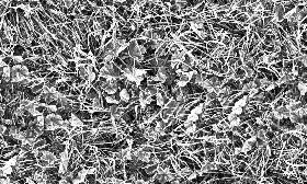 Textures   -   NATURE ELEMENTS   -   VEGETATION   -   Green grass  - Frozen grass texture seamless 19671 - Bump